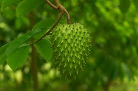 aaa